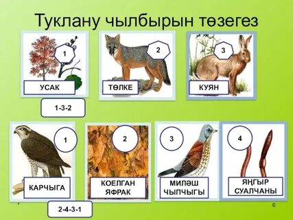 Цепь питания дятла