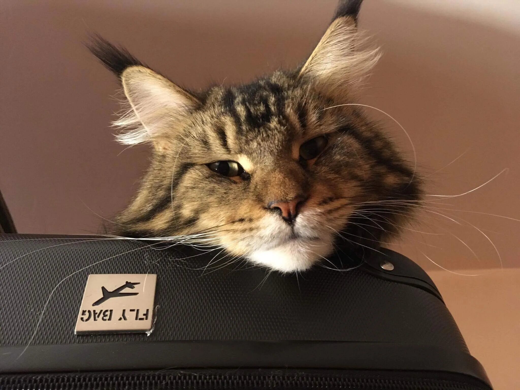 Обормот картинки. Включи предатель кот обормот видео. Включи предатель кот обормот видео. Кто такой котёнок каспер. Кот обормот.