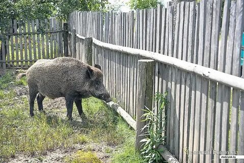 Дом кабана