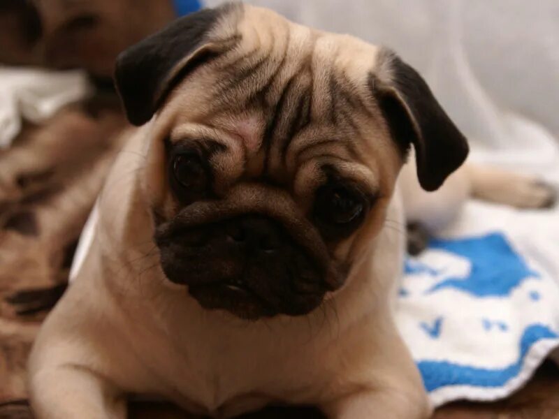 Уши мопса. Купированный мопс. Ушки мопсиков. Ушки мопсиков. Ушки мопсиков.