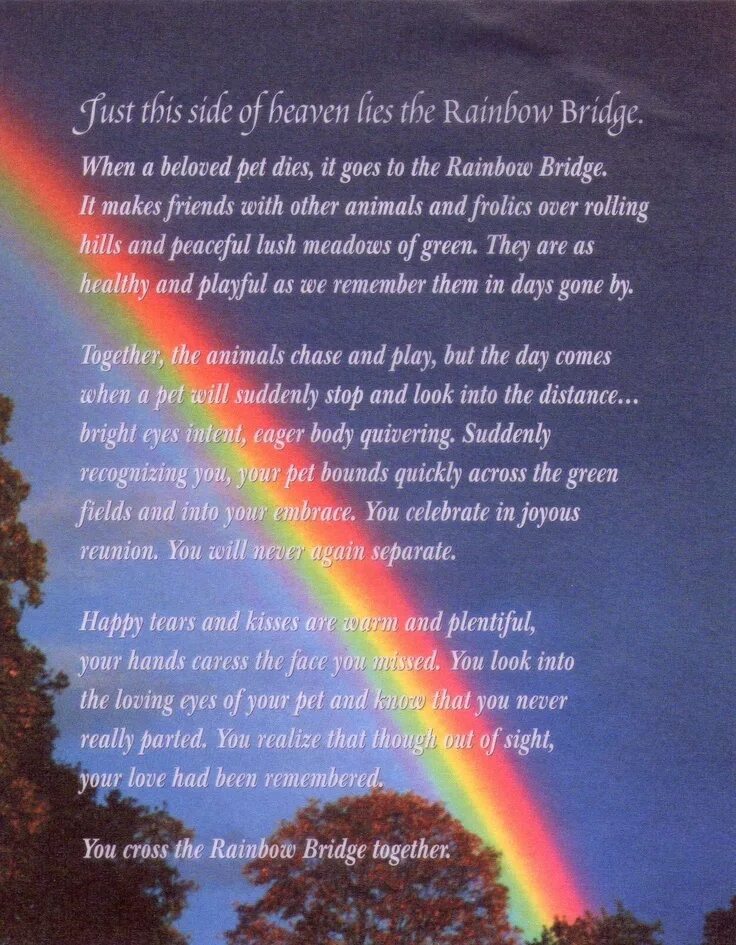 I always knew перевод. Собачья Радуга стих. Собака на радуге стихи. Собаки уходят за радугу стих. Стих про радугу.