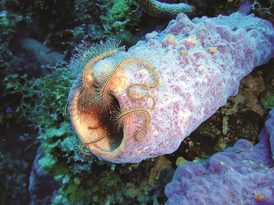 оранжевые морские обитатели. смешные рыбы. океанические глаза. фотки морского глаза. фотки морского глаза.