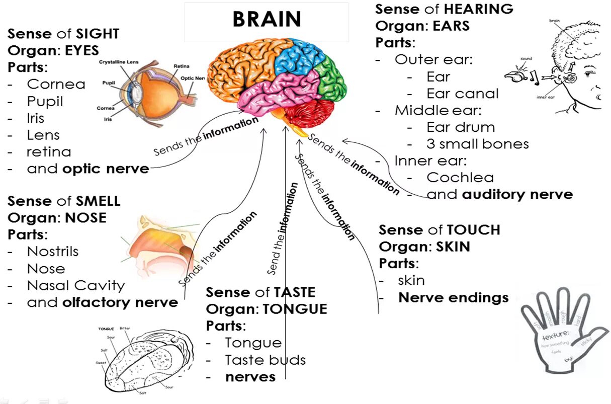 Brain sense. Органы чувств и их действия в английском. Sense Organs. Senses Organs Touch. Organ of Sight.