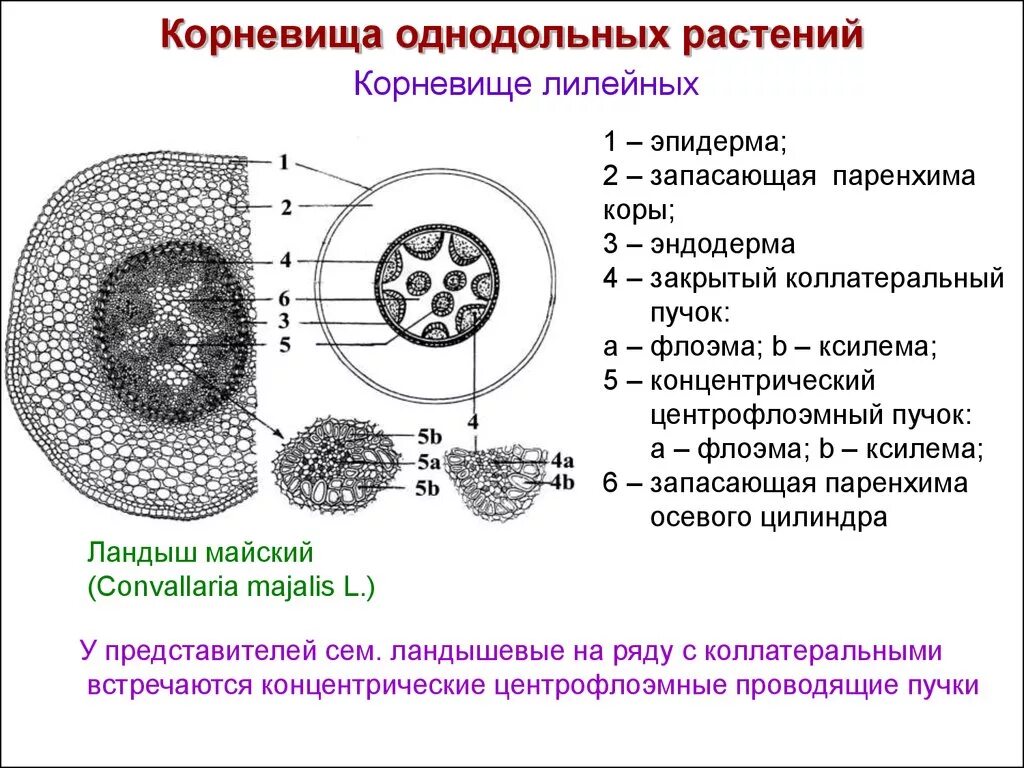 Корни двудольных и однодольных растений. Срез корня однодольного растения. Корневище двудольного растения схема. Строение корневищ однодольных растений. Срез корня однодольного растения схема.