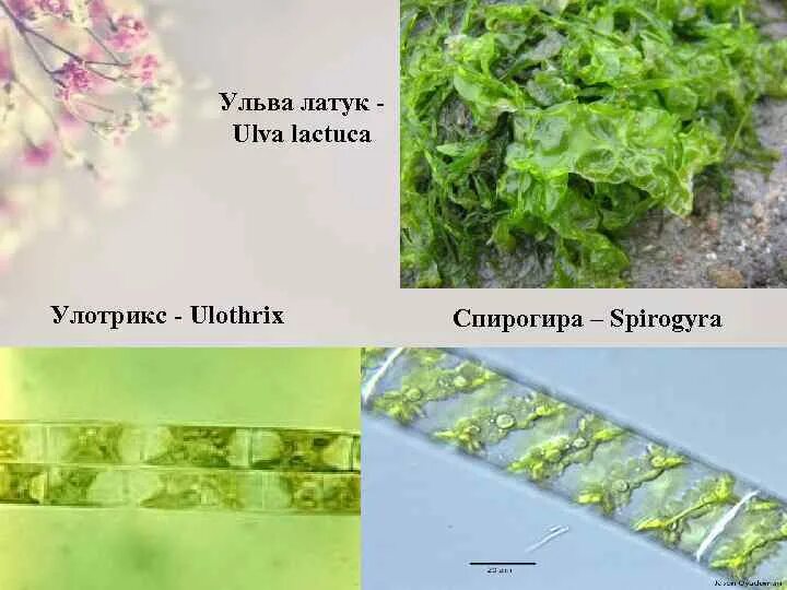 Хламидомонада и спирогира. Ульва лактука. Улотрикс спирогира Ульва. Улотрикс и спирогира. Спирогира папоротник.