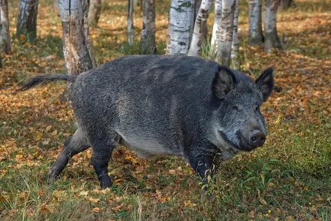 Старинное название кабана
