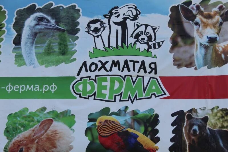 Лохматая ферма. Зоопарк на алтае лохматая ферма. Лохматая ферма чемал. Лохматая ферма алтай. Лохматая ферма республика.