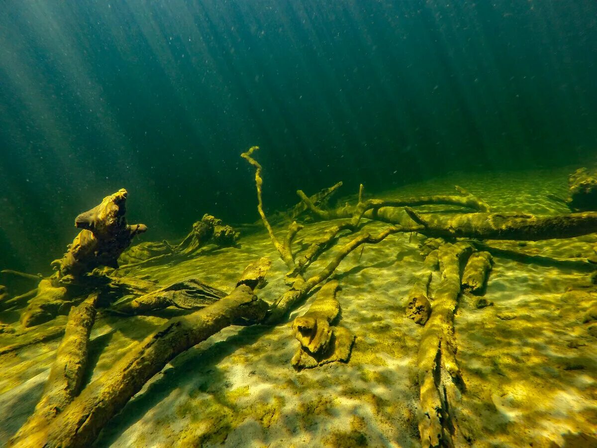 Что находится в воде рыбы. Подводная река в Сенот Ангелита Мексика. Лес мертвецов Телецкое озеро. Дно Телецкого озера лес мертвецов. Речное дно.