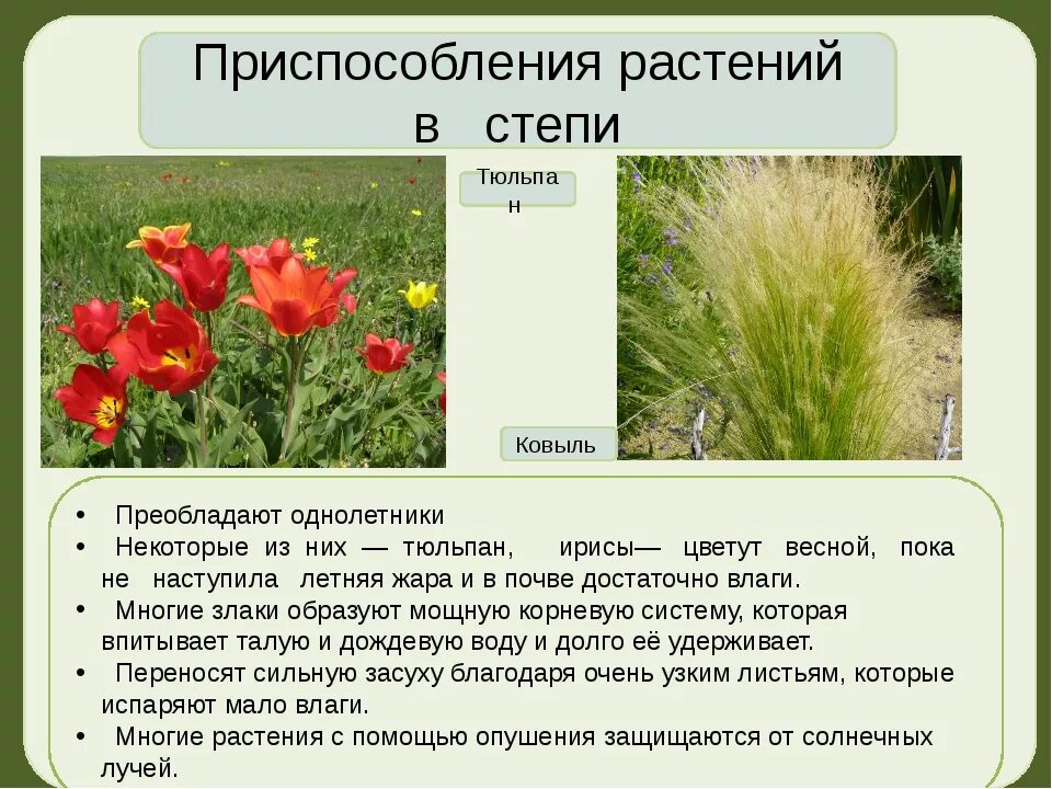 Степи преобладающие виды. Растения степи. приспособления растений в степи. растения живущие в степи. обитатели степи растения.
