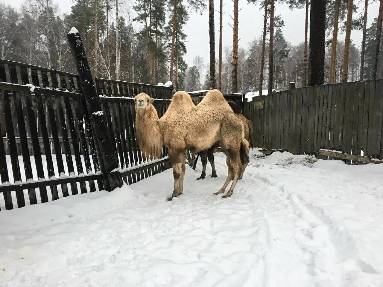 Оленья ферма Ставропольский край. Ферма бархатные рога