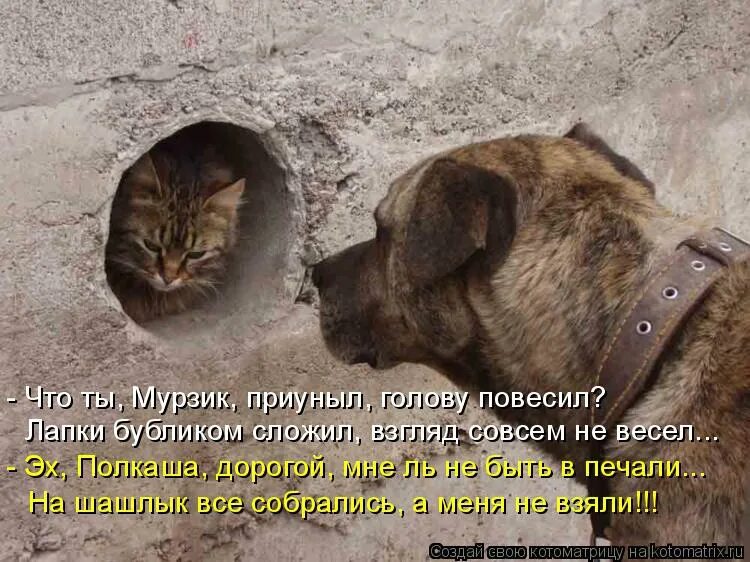 хозяйка обижается. кот обиделся. котоматрица мурзик. смешные коты с надписями. дама с кошечкой в шляпе.