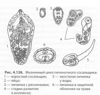Личинки сосальщика
