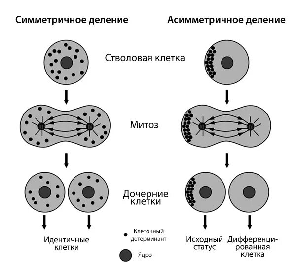 Виды деления. Асимметричное и симметричное деление стволовых. Типы деления стволовых клеток. Асимметричное деление стволовых клеток. Стволовые клетки деление схема.