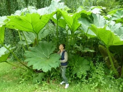 Giant plant