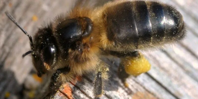 Среднерусская пчела. Среднерусская медоносная пчела. Медоносная пчела среднерусской породы.