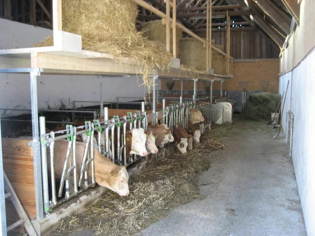 сарай для крс на 10 голов + телятник. коровник на 10 быков. сарай для коров. миниферма для крс. откормочный сарай для бычков.