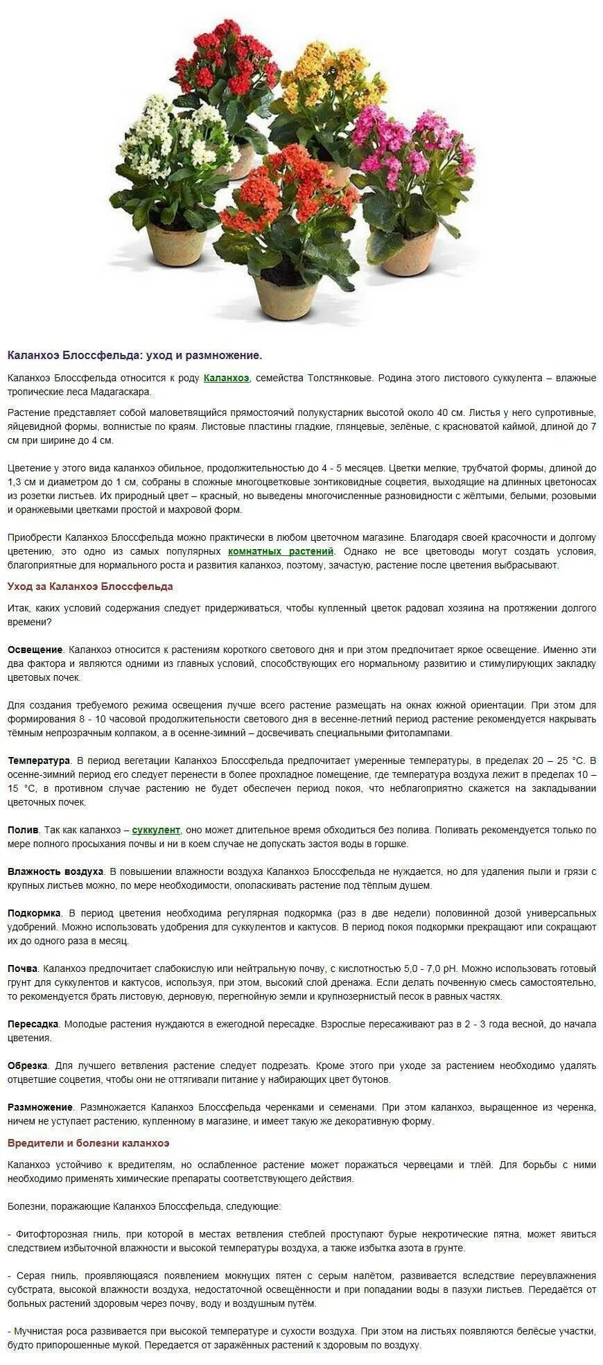 Пересадка цветущей каланхоэ после покупки. Каланхоэ цветок грунт. Домашние растения каланхоэ. Каланхоэ как ухаживать в домашних условиях. Каланхоэ уход в домашних условиях.