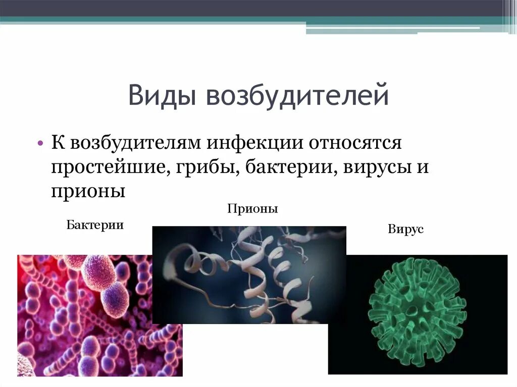 Простейшие бактерии заболевания