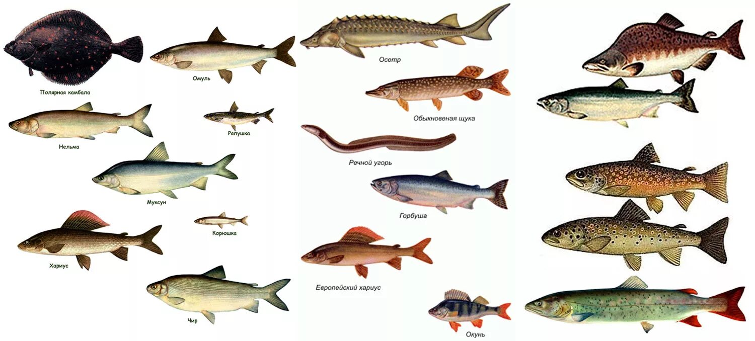 Лососевые промысловая рыба. Промысловые рыбы дальнего Востока и Сибири. Порода рыб Сибири и дальнего Востока. Атлас определитель рыбы Сибири и дальнего Востока. Рыбы Сибири и дальнего Востока названия.