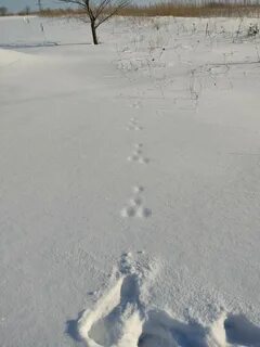 След зайца на снегу 5 букв