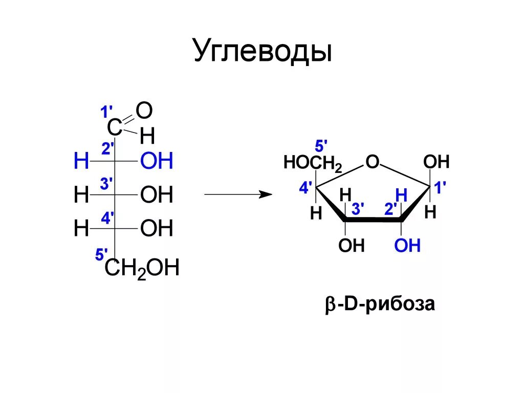 Функции рибозы. Д рибоза формула. Структура формула рибозы. Бета рибоза формула. Бета д рибоза формула.