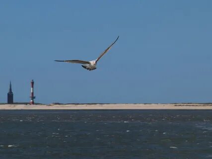 За побережьем море в небе шальные птицы
