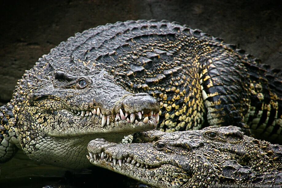 Крокодил млекопитающее или нет. Кайман и Аллигатор. Крокодилы Аллигаторы кайманы и гавиалы. Гавиальский крокодил. Крокодил Аллигатор Кайман отличия.