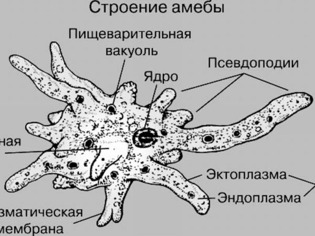 Пищеварительная вакуоль рисунок. Строение амебы Протей. Эктоплазма у амебы. Мембрана у амебы обыкновенной. Пищеварительная вакуоль амебы.