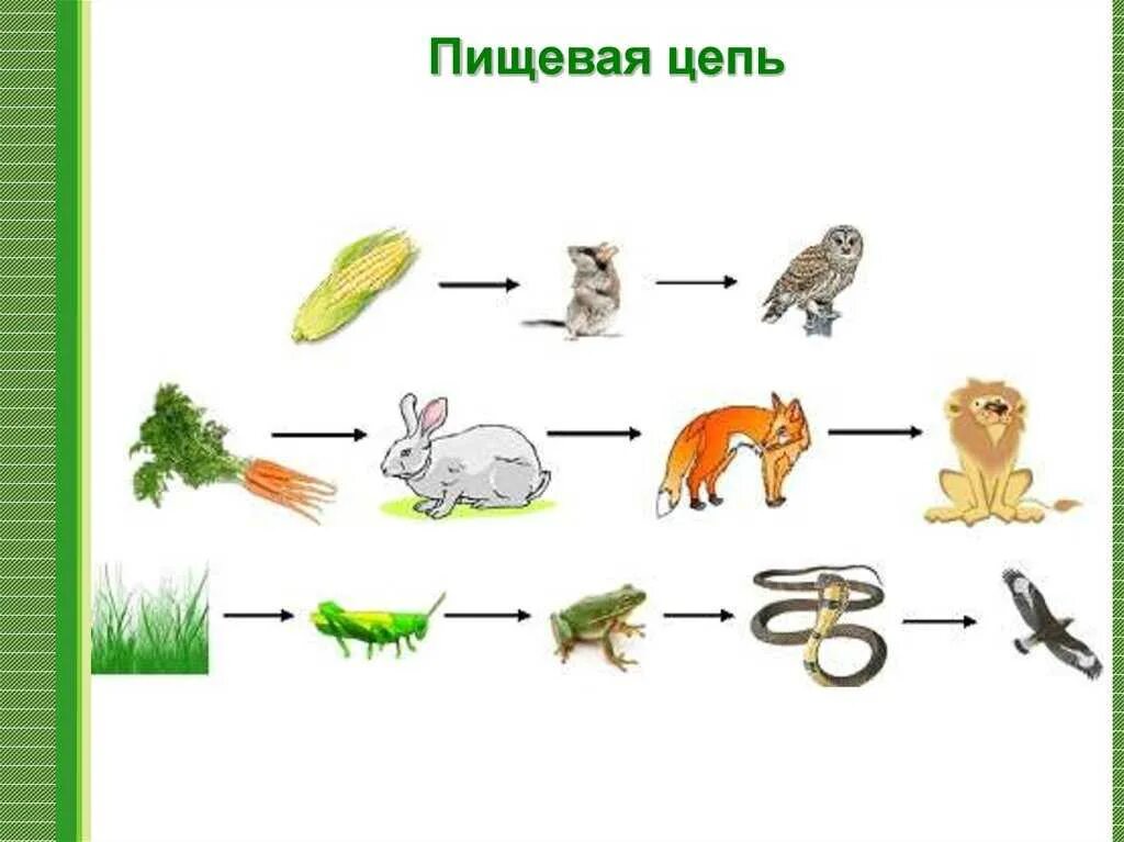Несколько пищевых цепей