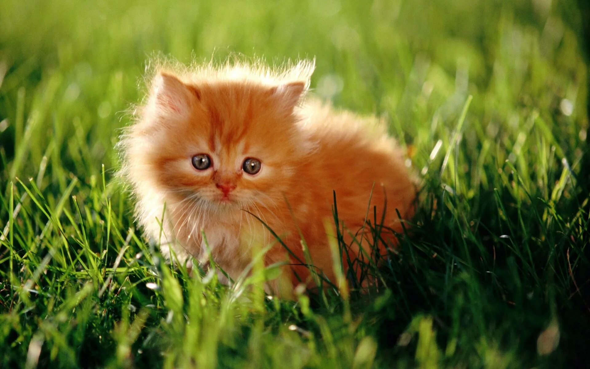 Какие бывают киски. Рыжий котёнок. Красивый рыжий котенок. Рыжий пушистый котенок. Маленькие котята пушистые.