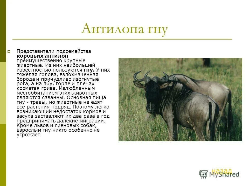 Глагол гну. Антилопа гну. Антилопа гну сообщение. Доклад на тему антилопа гну. Откуда Родом антилопа гну.