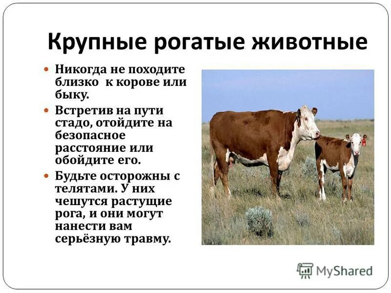 Правила скотта. Правила скотта. Сообщение о роберте скотте. Правила скотта. Добровольная автономия.