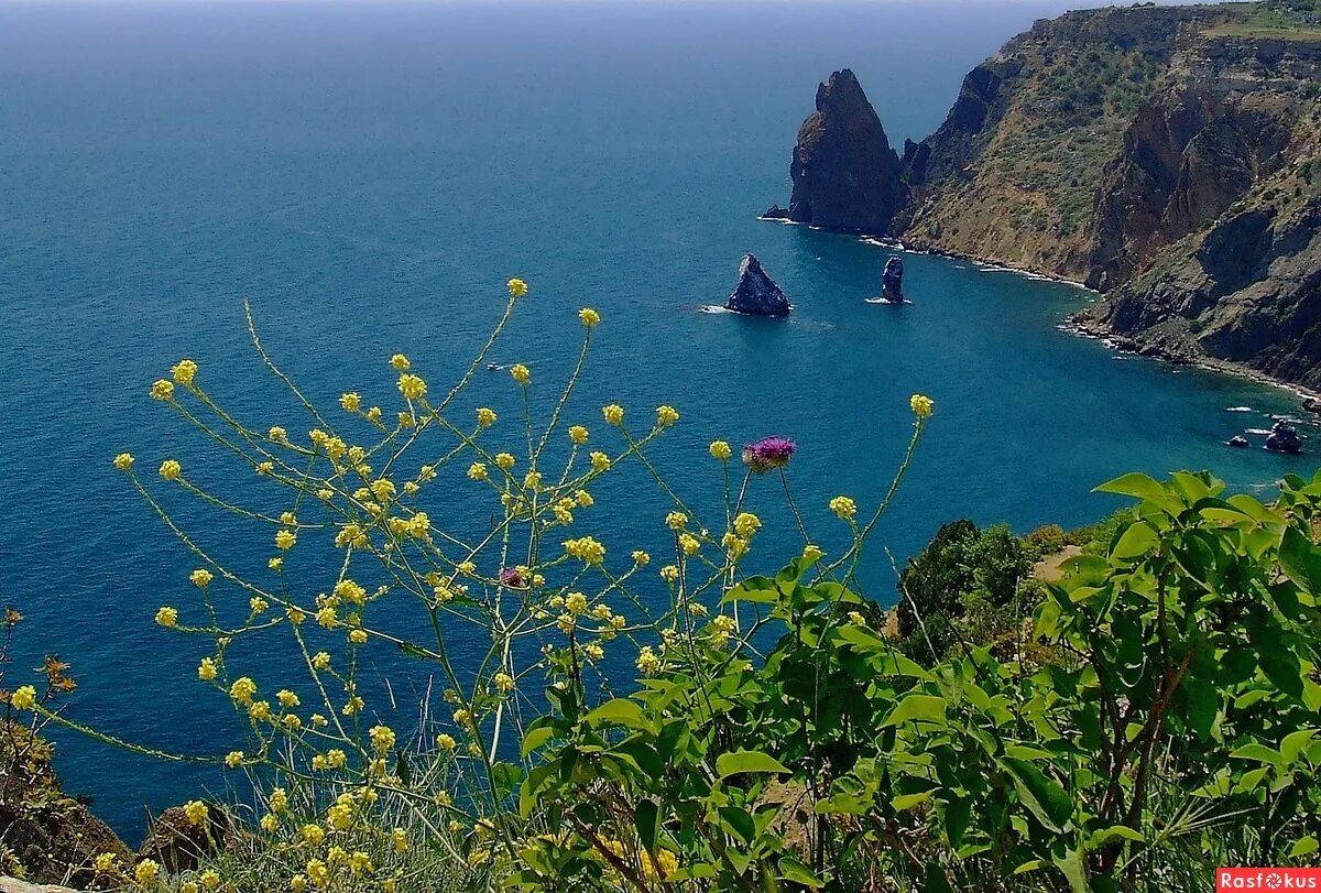 Красота черного моря. Мыс Фиолент в Крыму. Мыс Фиолент цветы. Фиолент Мысы чёрного моря. Ялта мыс Фиолент.