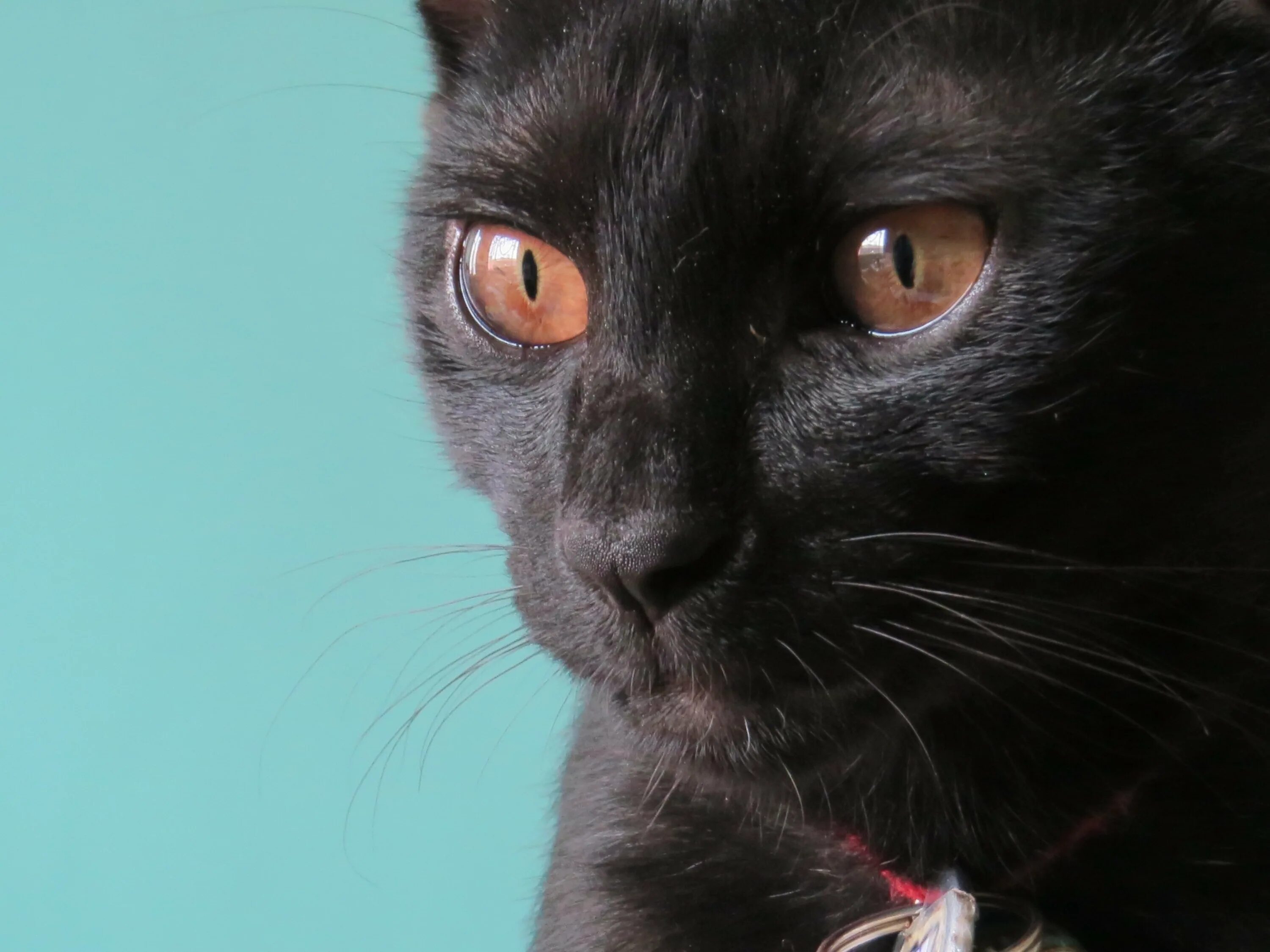 Чёрный кот. Черная кошка с карими глазами. Кошка с темными глазами. Черные коты.