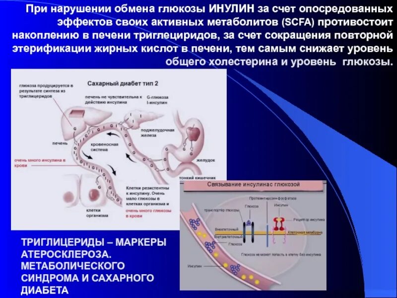 Влияние инсулина на холестерин. Нарушениям обмена триглицеридов. Снижение уровня триглицеридов. Действие инсулина на Синтез холестерина.