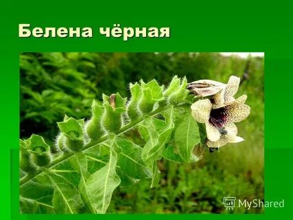 Песня белена белена