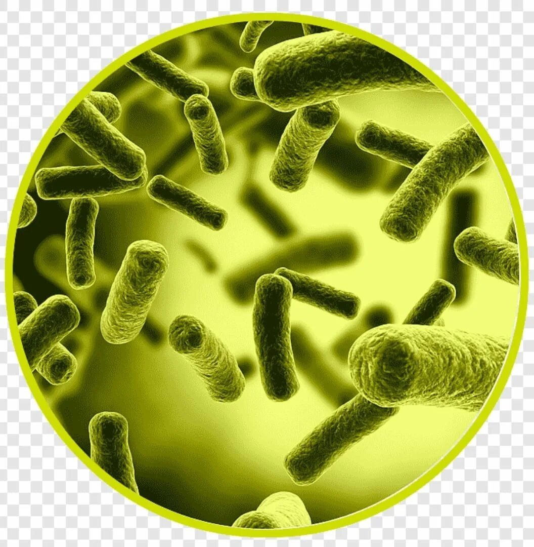 Бациллы возбудители туберкулёза. Бактерия Escherichia coli.