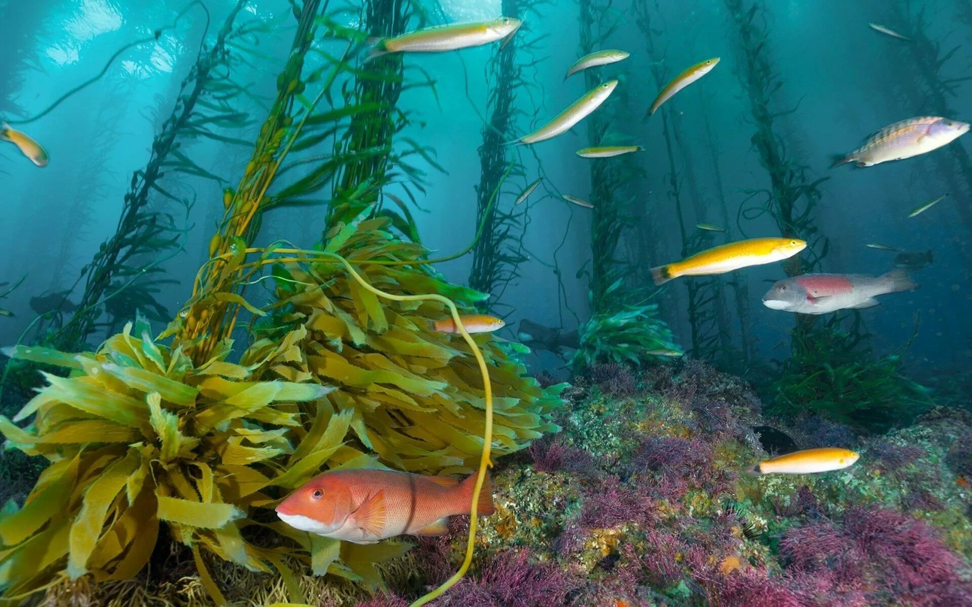 В воде рыбы водоросли. Подводные пейзажи. Подводные растения. Подводный мир реки. Подводный мир водоросли.