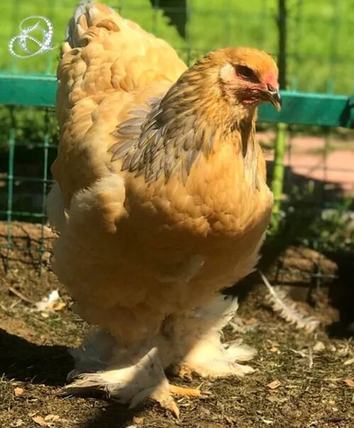 Курица с 4 ногами