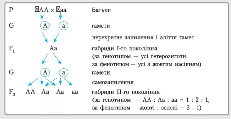 Гомозигота гетерозигота Гемизигота. Моногомозигота в генетике. Моногомозигота пример. Гемизигота это в генетике.