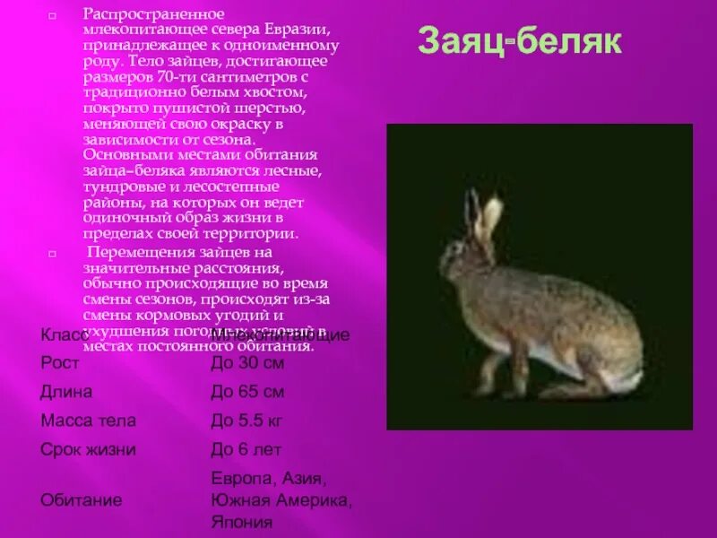 Сроки жизни животных. Заяц Беляк Тип класс отряд. Заяц Беляк зона обитания. Вес зайца русака и беляка. Млекопитающие заяц Беляк.