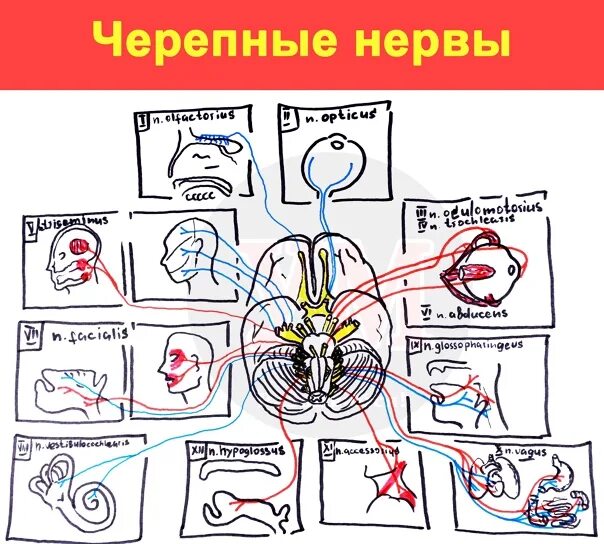 Черепные нервы схема. Пары черепных нервов неврология. Схема черепных нервов. 12 Пара черепных нервов схема. Черепные нервы неврология схема.