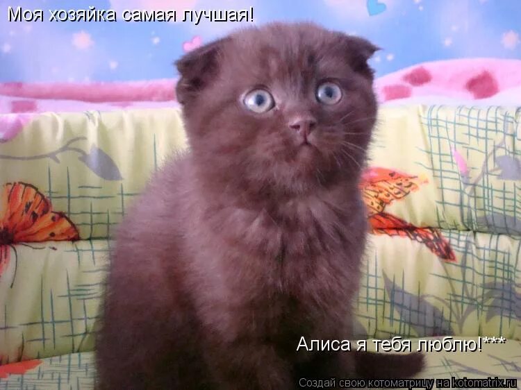 Алиса дай пожалуйста фото сигареты Ладно алис давай