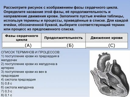 Какая фаза сердечного цикла изображена на рисунке