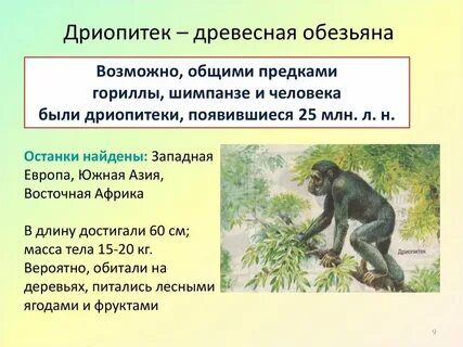 Как называется вымершие древесные человекообразные