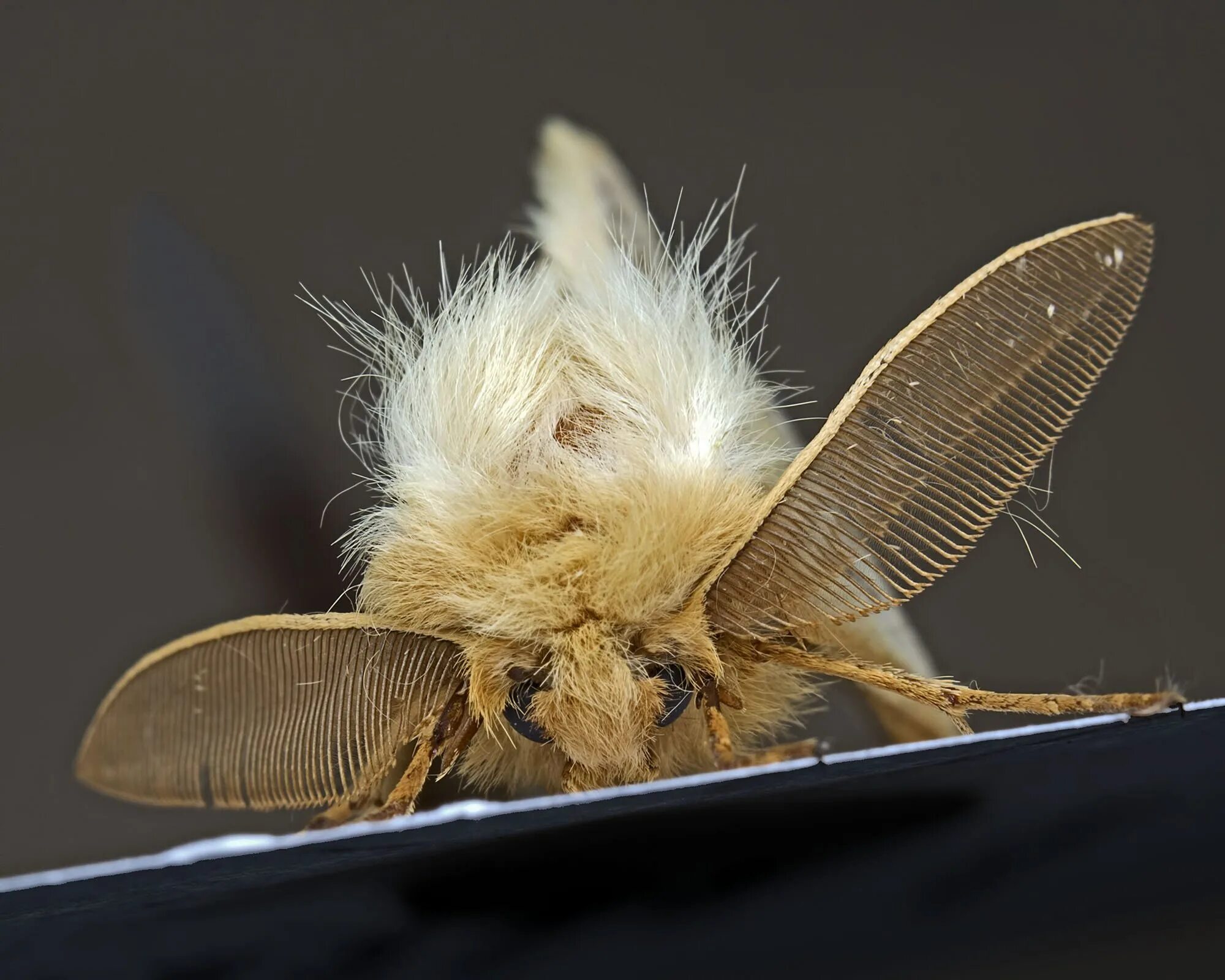 Subnautica мотылек. Имаго платяной моли питается. Венесуэльский пуделевый мотылек тутовый шелкопряд. Ночная моль. Моль платяная шелкопряд.