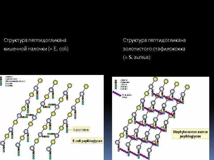 Содержит муреин участие в перемещении кольцевая. Строение пептидогликана муреина. Пептидогликан клеточной стенки. Пептидогликан бактерий. Пептидогликан грамположительных бактерий.