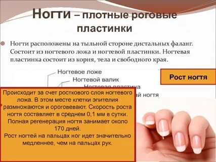 Что такое ногтевой ложи