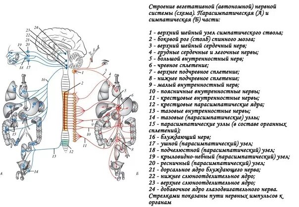 Строение нервного узла. Схема строения парасимпатической части вегетативной нервной системы. Строение симпатической части вегетативной нервной системы кратко. Вегетативная нервная система общая схема строения. Спинной мозг симпатическая и парасимпатическая нервная система.