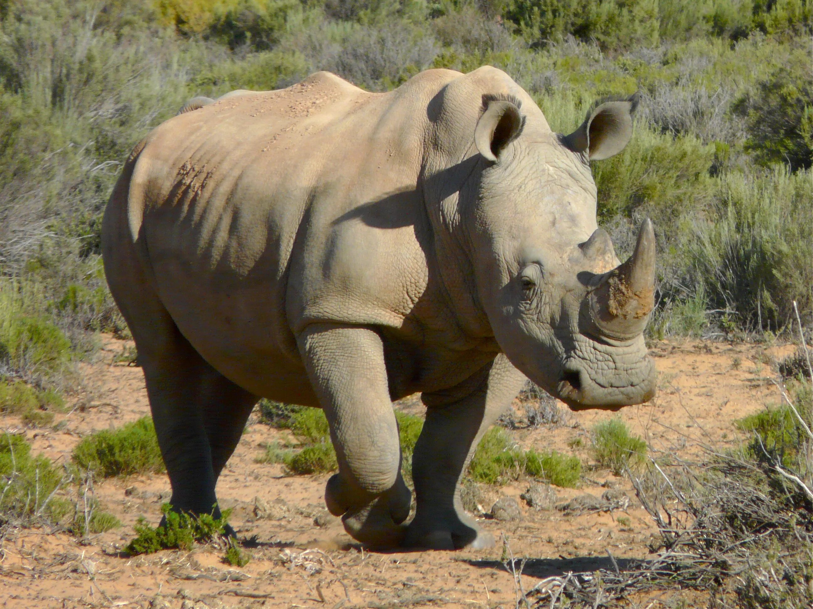 Белый носорог. Агава белый носорог. Каркидон и носорог. Фото носорога крупным планом. Носорог природная зона
